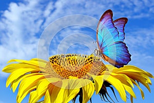 Bright blue butterfly morpho and sunflower against a blue sky. butterfly on a flower. flying butterfly