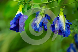 Bright blue butterfly pea flowers bloom on the stems