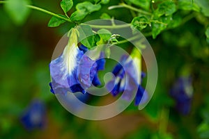 Bright blue butterfly pea flowers bloom on the stems
