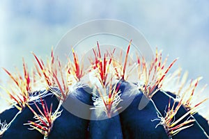 Bright blue cactus close up. Spiny Succulent plant background with copy space.