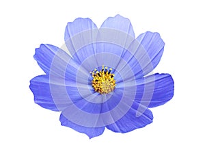 Bright blue chamomile flower isolated