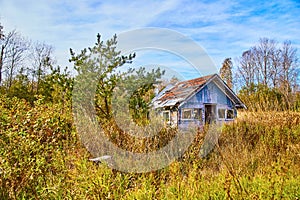 Bright blue cloudy sky overgrown grass field green pine tree and blue chipped house abandoned