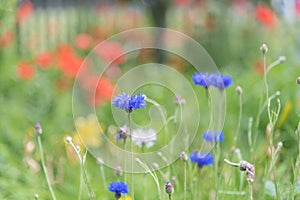 Bright blue cornflowers blooming in summer garden with red roses in background