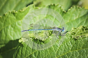 A bright blue dragonfly common bluet Enallagma cyathigerum sits on a green leaf. Summer landscape