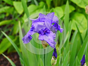 Bright blue flower blooms of an iris plants,   blurred background  green leaves. The Irises form a genus of plants in the