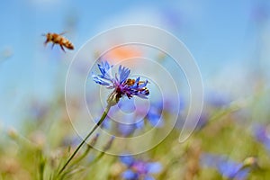 Blue flower of cornflower and bees in blurred blue summer sky, tender inflorescence on long stem, warm and cosy direct sunlight