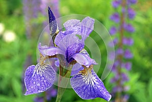 Bright blue flower iris