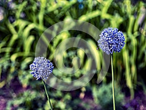 Bright blue flower of an ornamental onion in the garden