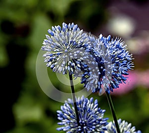 Bright blue flower of an ornamental onion in the garden