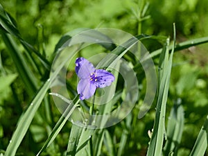 Bright blue flower of a spiderwort plant with green leaves in the background.