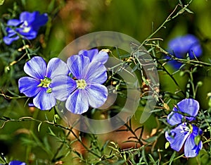 Bright blue flowers of the flax, with the Latin name Linum perenne photo