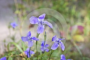 Bright Blue Flowers Gentian Dahurian Gentiana dahurica is a rare plant that grows in the Sayan Mountains. Medicinal plant.