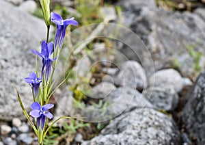 Bright Blue Flowers Gentian Dahurian Gentiana dahurica is a rare plant that grows in the Sayan Mountains. Medicinal plant.