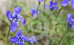 Bright Blue Flowers Gentian Dahurian is a rare plant that grows in the Sayan Mountains. Medicinal plant.