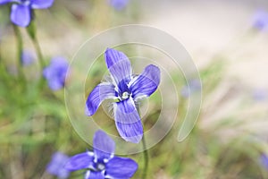 Bright Blue Flowers Gentian Dahurian is a rare plant that grows in the Sayan Mountains. Medicinal plant.