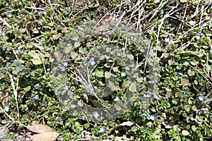 Bright blue flowers of Veronica polita