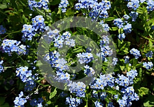 Bright blue forget-me-nots in a meadow