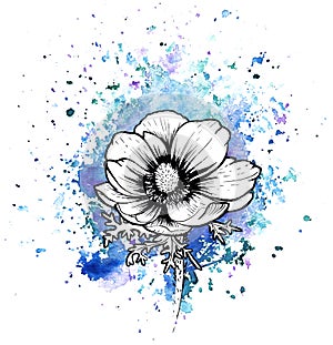 A bright blue formless watercolor blot. Ink poppy flower line graphic sketch