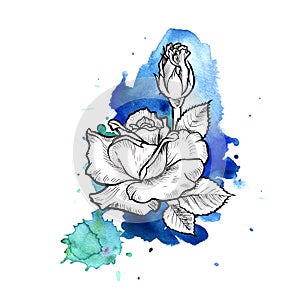 A bright blue formless watercolor blot. Rose ink flower line graphic