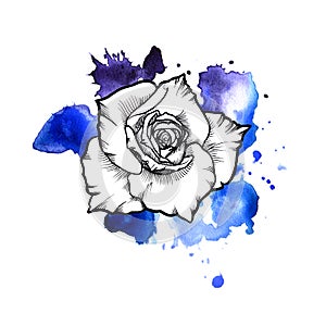 A bright blue formless watercolor blot. Rose ink flower line graphic