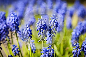 Bright blue grape-hyacinth flowers, in a green field on a sunny day, landscape