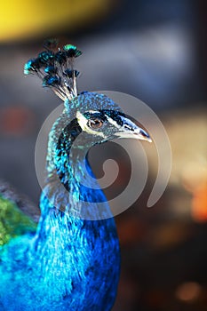 Bright blue head and neck of peacock