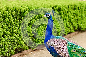 Bright blue head and neck of peacock with feathers as a crest on green bush background.