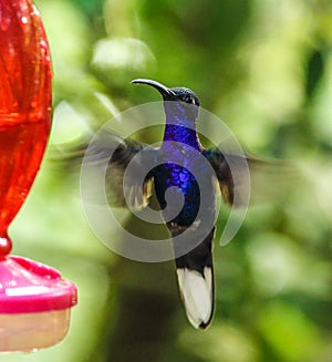 Bright blue hummingbird hovering in Monteverde Biological Reserve, Costa Rica