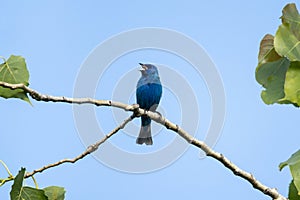 A bright blue indigo bunting Passerina cyanea singing on a branch in a tree