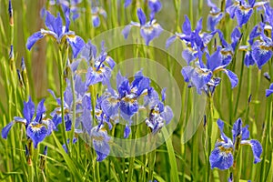 Bright blue iris flowers