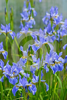 Bright blue iris flowers