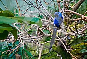 Bright blue Macaw bird posing for camera