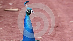 Bright Blue Male Peacock Close Up Looking Around