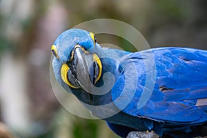 Bright Blue McGraw Looking at Camera