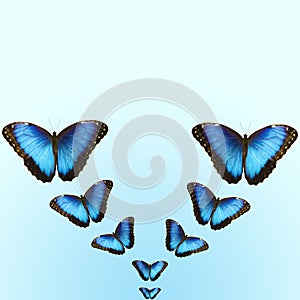 Bright blue morpho butterflies on blue background with copy space photo