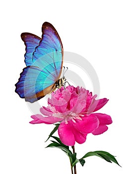 Bright blue morpho butterflies on a pink peony flower isolated on a white. butterflies on a flowers