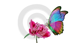 Bright blue morpho butterflies on a pink peony flower isolated on a white. butterflies on a flowers