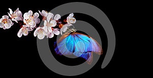 Bright blue morpho butterfly on black spring flowers. apricot blossom branch isolated on black. copy space