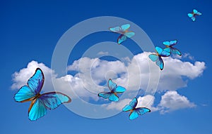 Bright blue morpho butterfly flying in the sky