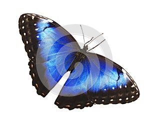 Bright blue morpho butterfly isolated on white background with spread wings