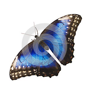 Bright blue morpho butterfly isolated on white background with spread wings photo