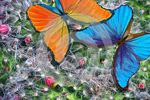 Bright blue morpho butterfly on a natural flowering background. Flowering cacti. Blooming cactus texture background.