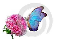 Bright blue morpho butterfly on a pink rose isolated on a white. butterfly on a flowers. copy space