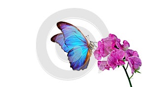 Bright blue morpho butterfly on pink tropical orchids. butterfly on flowers