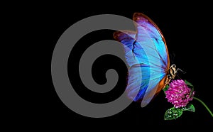 Bright blue morpho butterfly on purple clover flower in water drops isolated on black. copy space
