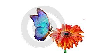 bright blue morpho butterfly on red gerbera flower