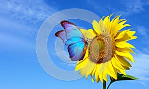 Bright blue morpho butterfly sitting on a sunflower against a blue sky. butterfly on a flower. copy space