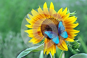 Bright blue morpho butterfly sitting on a sunflower. butterfly on a flower. copy space