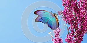 Bright blue morpho butterfly on spring flowers. branch of blossoming sakura against the blue sky. copy space