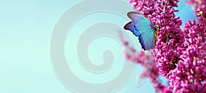 Bright blue morpho butterfly on spring flowers. branch of blossoming sakura against the blue sky. copy space